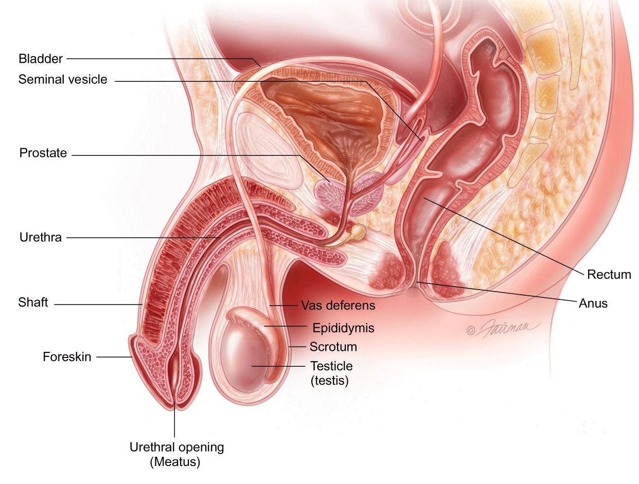 Prostate Cancer